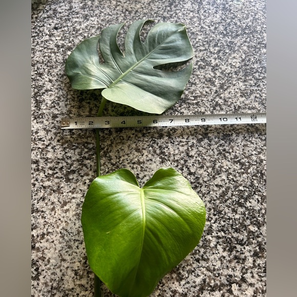 COPY - Monstera three leaves cuttings well rooted - Picture 4 of 6